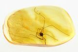 Detailed Fossil Daddy Long-Leg in Baltic Amber - Jewelry Quality #273373-1